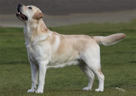 burberry labradors|Gallery .